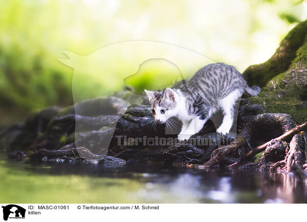 kitten / MASC-01061