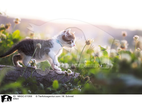 kitten / MASC-01068