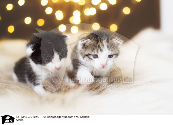 Kitten / MASC-01069