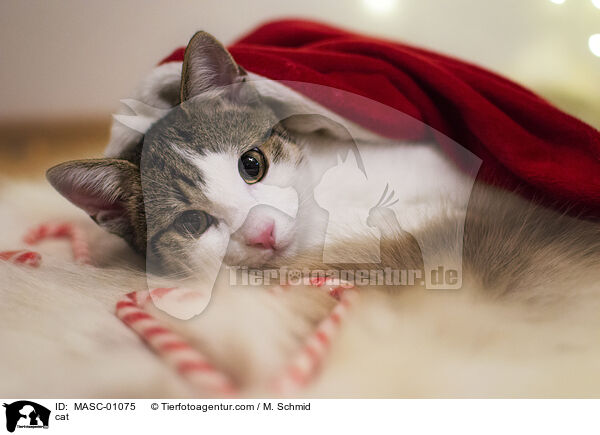 Katze / cat / MASC-01075