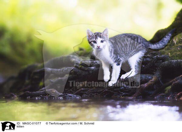 kitten / MASC-01077
