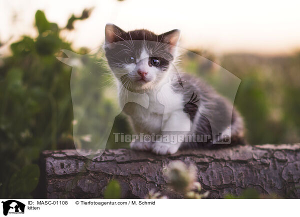 Ktzchen / kitten / MASC-01108