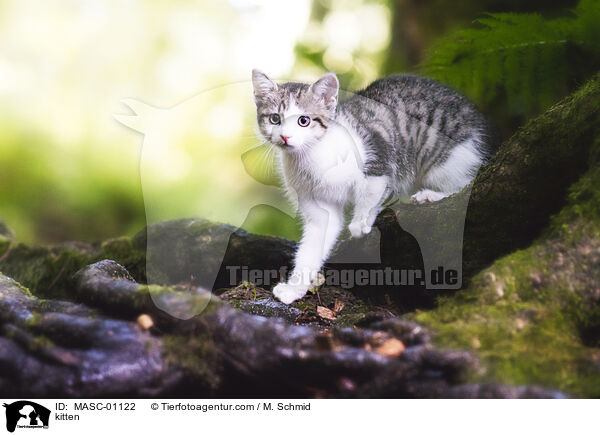 kitten / MASC-01122