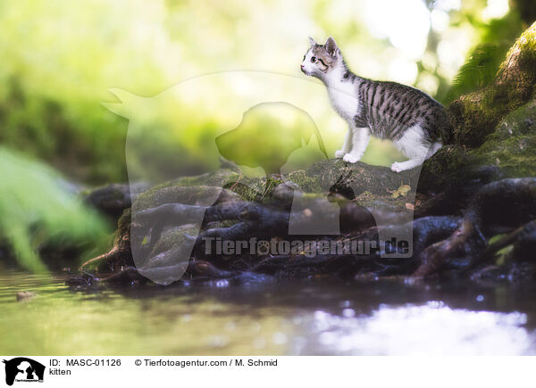 kitten / MASC-01126