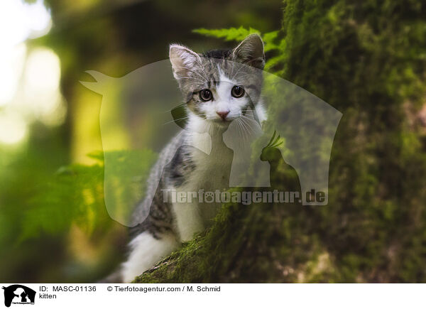 Ktzchen / kitten / MASC-01136