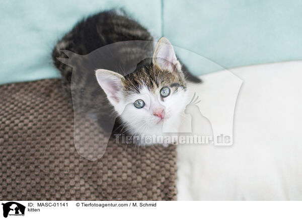 kitten / MASC-01141