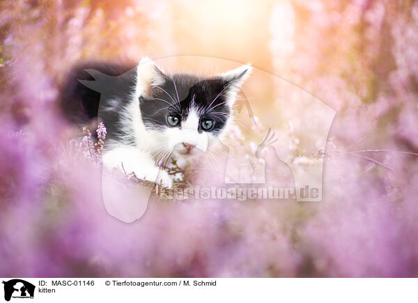 kitten / MASC-01146