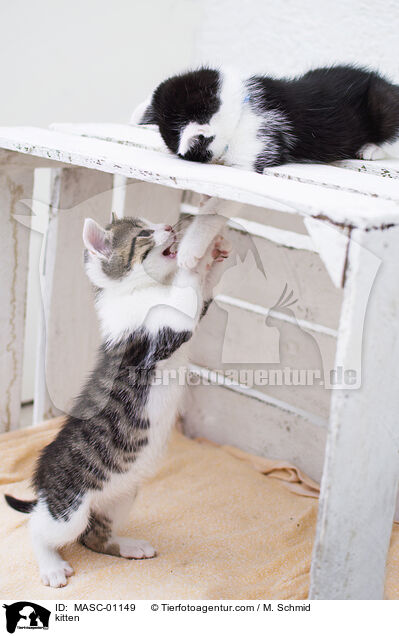 Ktzchen / kitten / MASC-01149