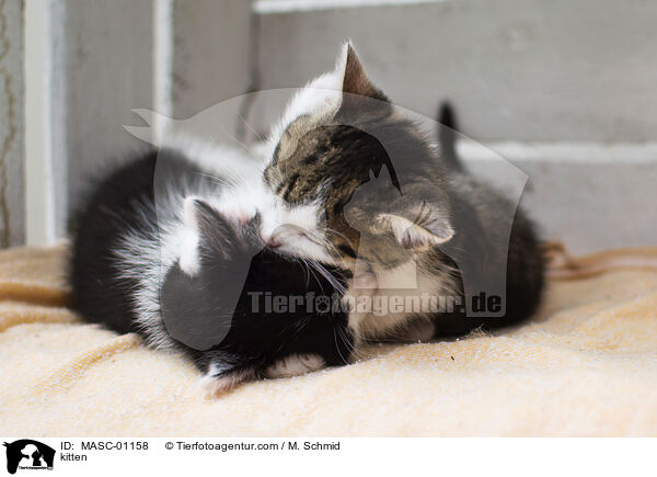 Ktzchen / kitten / MASC-01158