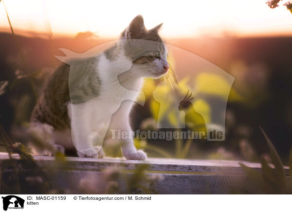 kitten / MASC-01159