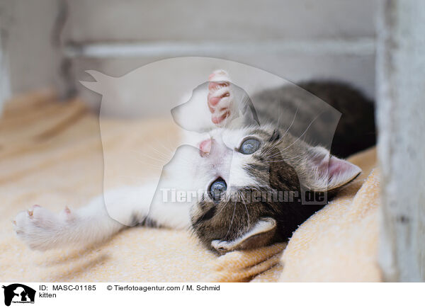 kitten / MASC-01185