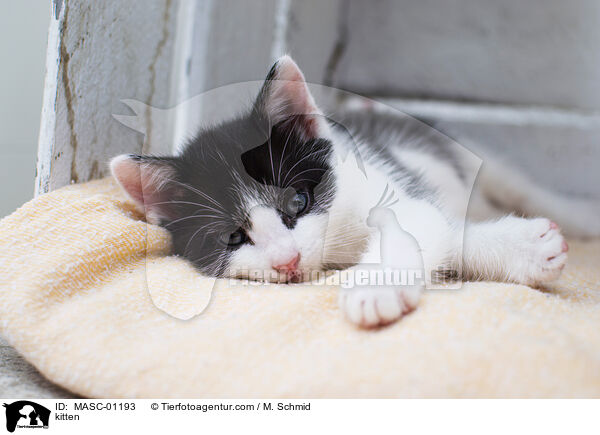 kitten / MASC-01193