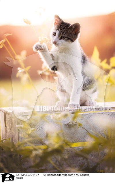 kitten / MASC-01197