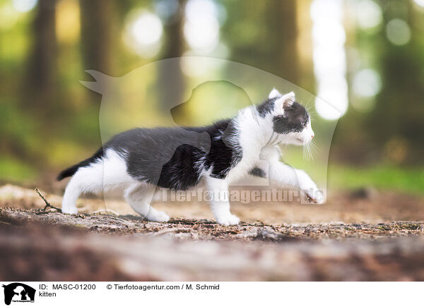 kitten / MASC-01200