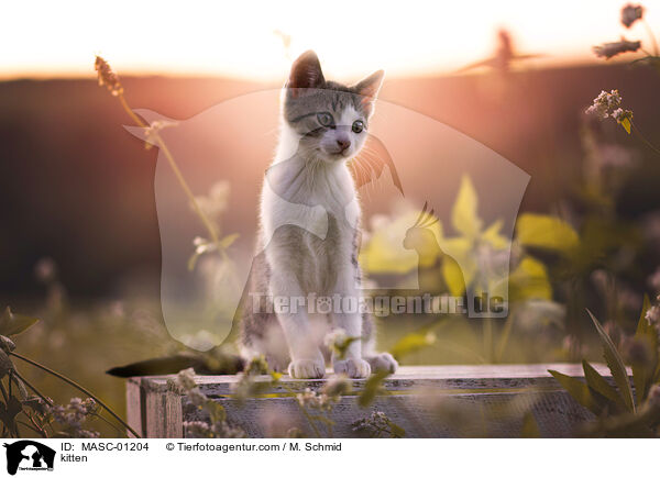Ktzchen / kitten / MASC-01204