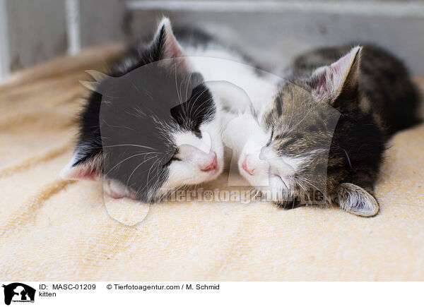 Ktzchen / kitten / MASC-01209
