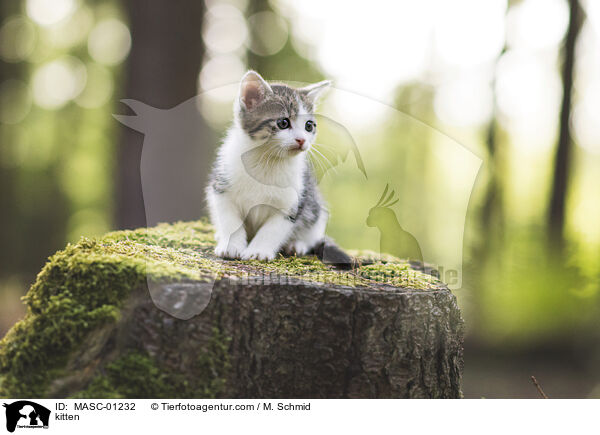 kitten / MASC-01232