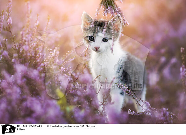 kitten / MASC-01241