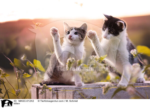 kitten / MASC-01242