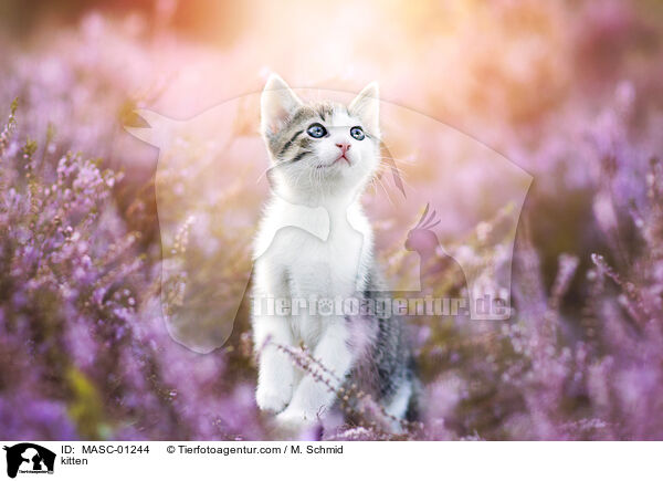 kitten / MASC-01244