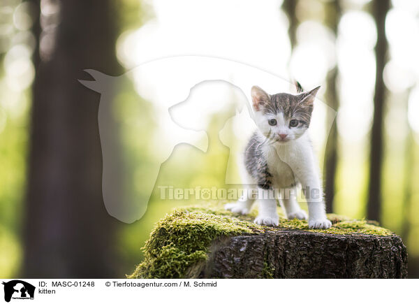 kitten / MASC-01248