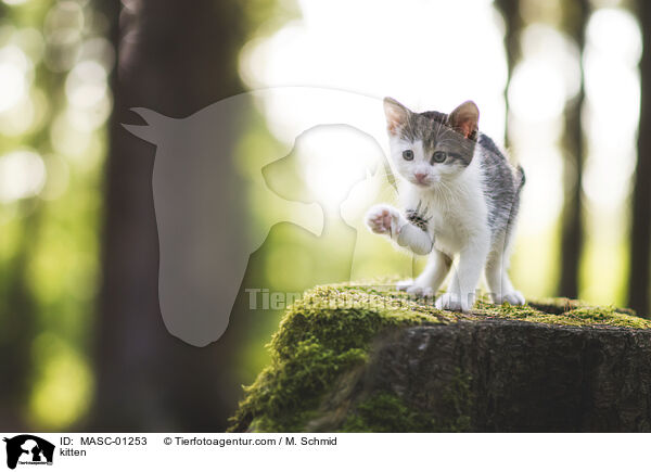 kitten / MASC-01253