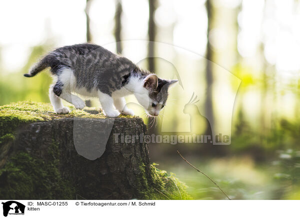 kitten / MASC-01255