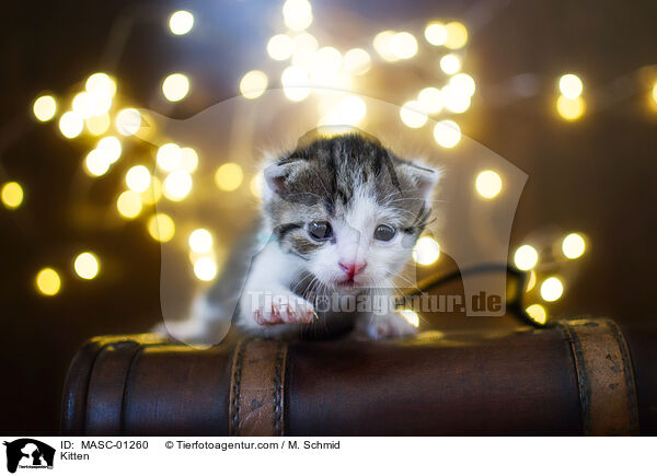 Kitten / MASC-01260