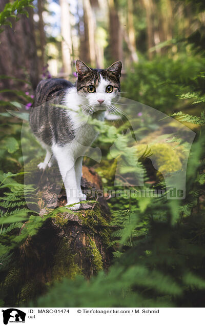 Katze / cat / MASC-01474