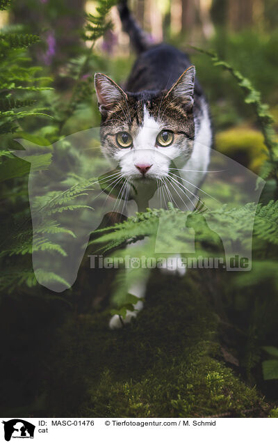cat / MASC-01476