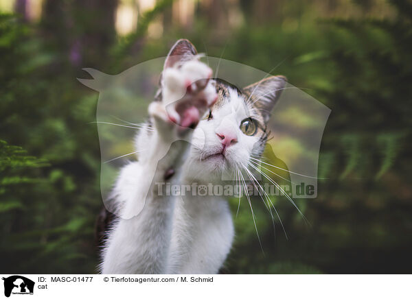 cat / MASC-01477