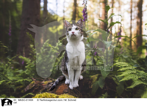 cat / MASC-01484