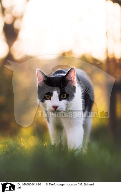 cat / MASC-01486