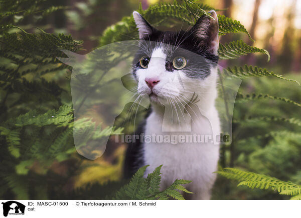 cat / MASC-01500