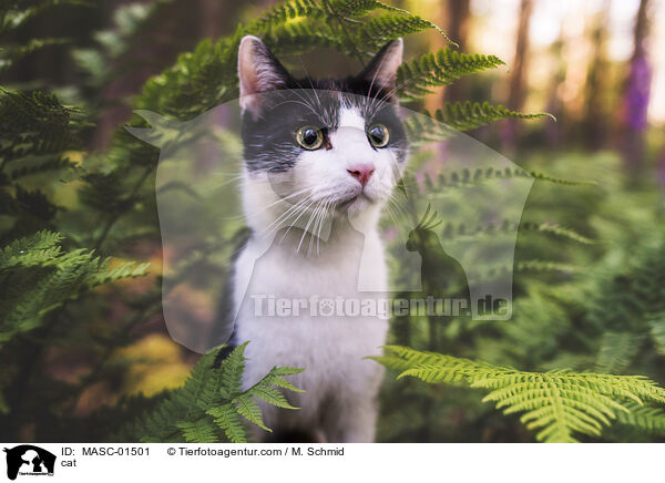 cat / MASC-01501