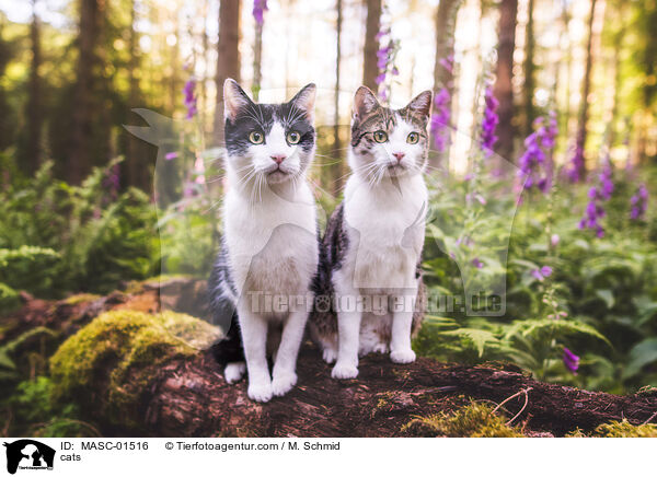 cats / MASC-01516