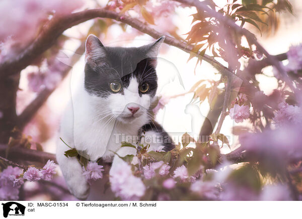 cat / MASC-01534