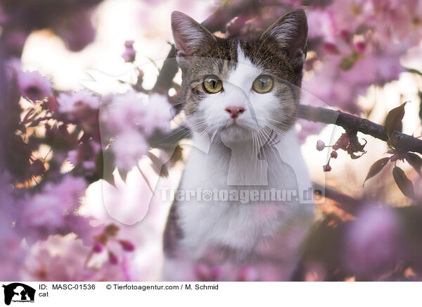 cat / MASC-01536