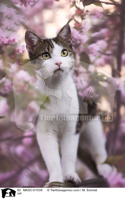 cat / MASC-01539