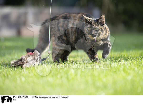 cat / JM-15320