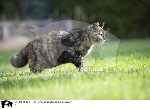 cat / JM-15321