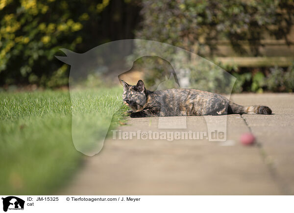 cat / JM-15325