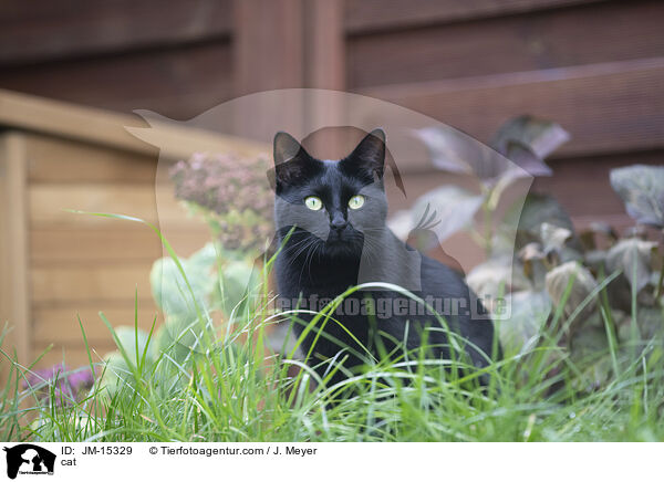 cat / JM-15329