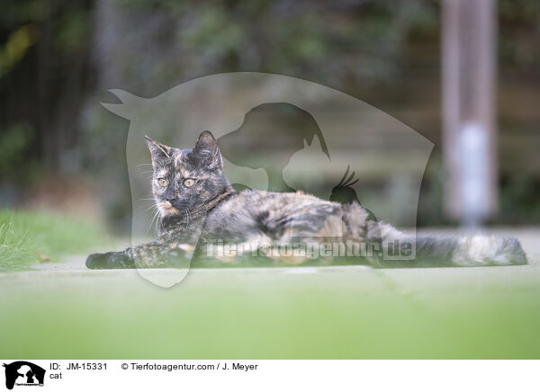 Katze / cat / JM-15331