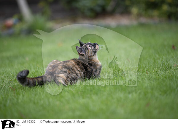 Katze / cat / JM-15332