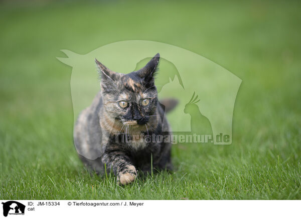 cat / JM-15334