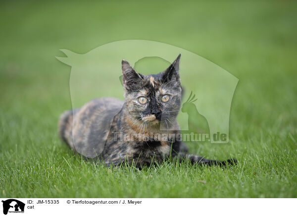 Katze / cat / JM-15335