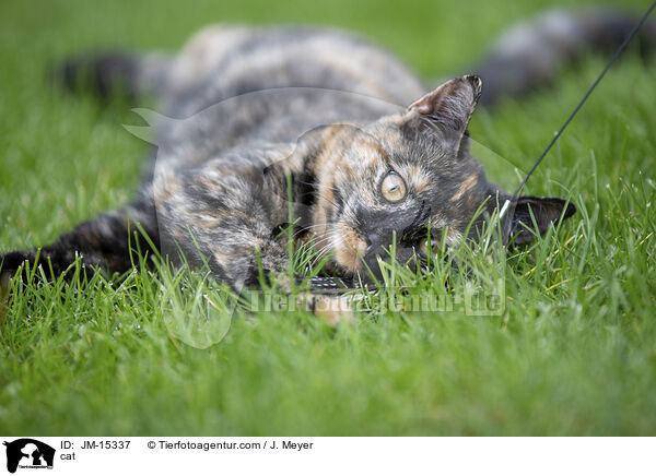 Katze / cat / JM-15337