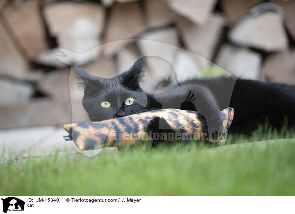 cat / JM-15340