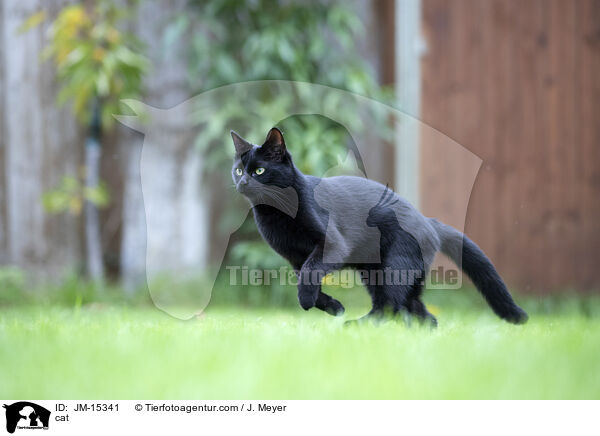 cat / JM-15341